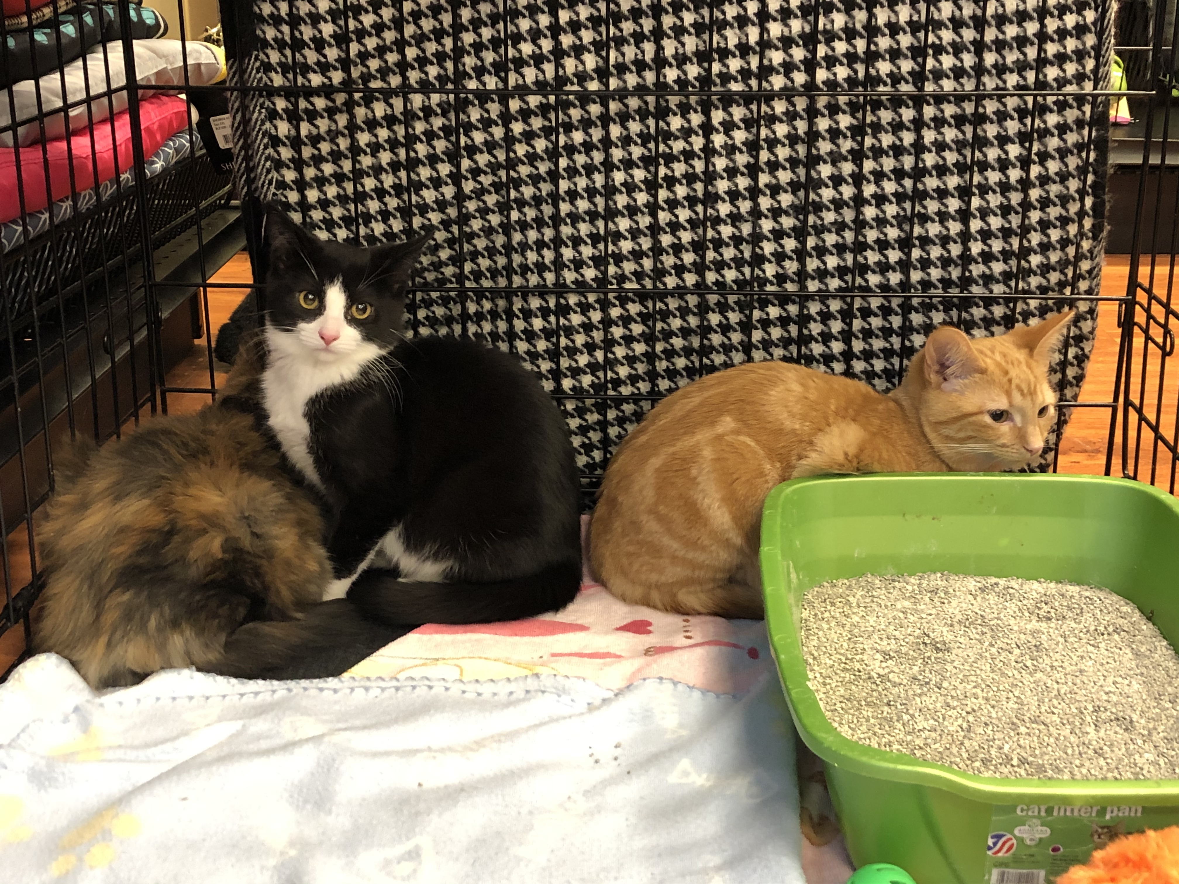 pet valu kittens for adoption
